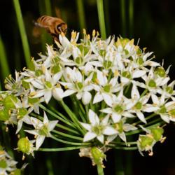 Location: Botanical Gardens of the State of Georgia...Athens, Ga
Date: 2019-09-12
Garlic Chives 018