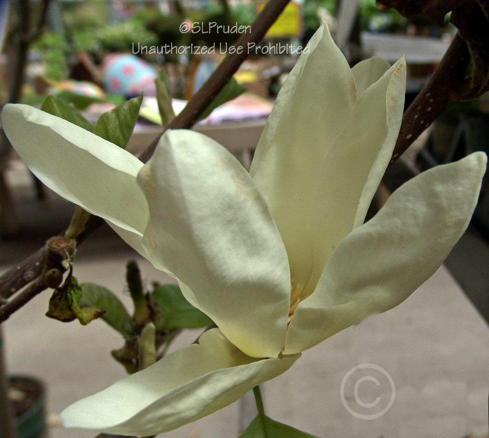 Photo of Magnolia 'Elizabeth' uploaded by DaylilySLP