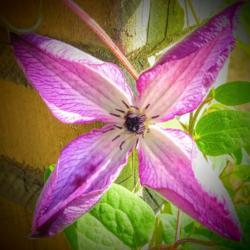 Location: Elkhart
Date: 2019-09-11
Clematis close up