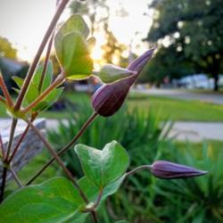 Location: Elkhart
Date: 2019-09-11
Clematis buds