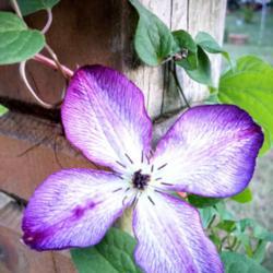 Location: Elkhart
Date: 2019-09-19
Clematis