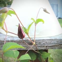 Location: Elkhart
Date: 2019-09-11
Clematis