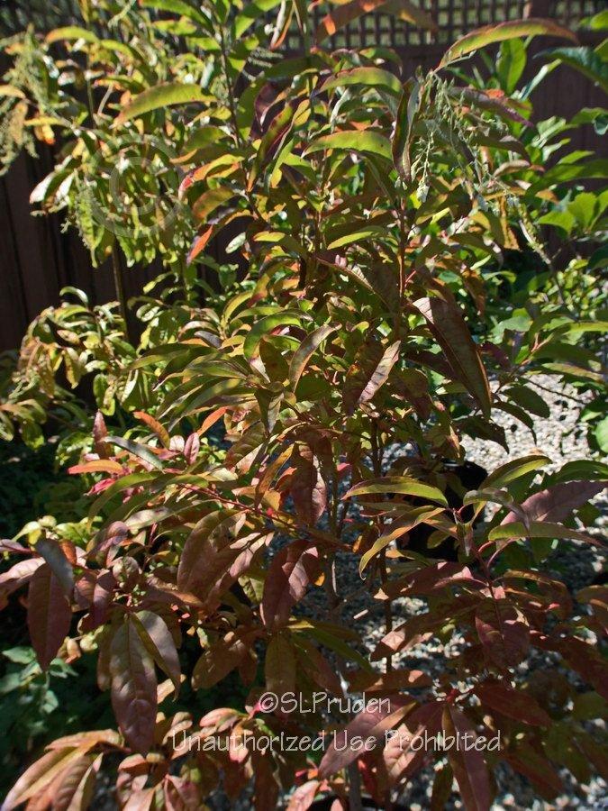 Photo of Sourwood (Oxydendrum arboreum) uploaded by DaylilySLP