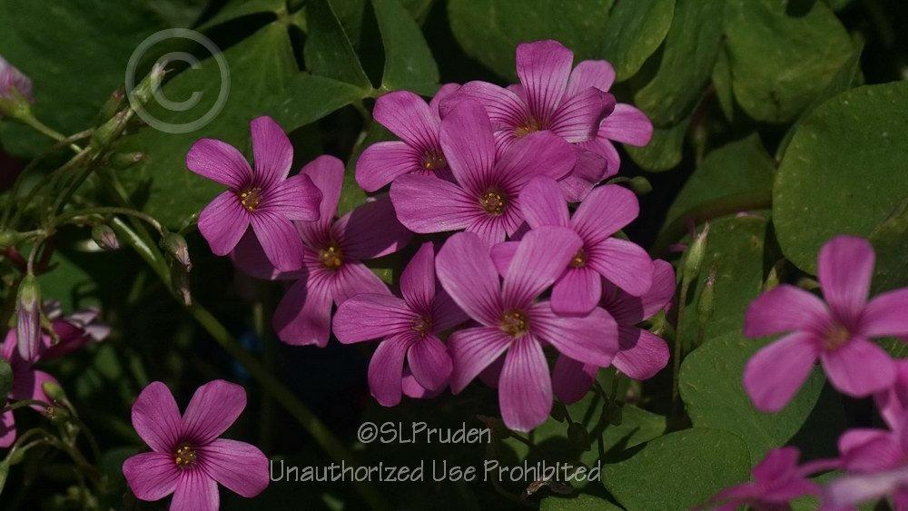 Photo of Pink Wood Sorrel (Oxalis articulata subsp. articulata 'Rosea') uploaded by DaylilySLP
