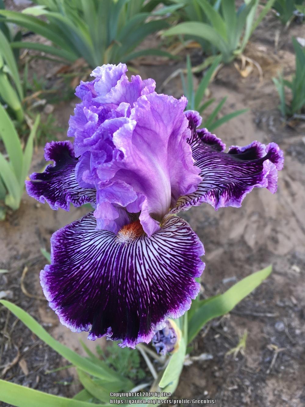 Photo of Tall Bearded Iris (Iris 'Captain Thunderbolt') uploaded by GreenIris