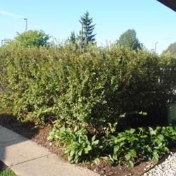 Location: Naperville, Illinois
Date: 2019-09-18
several shrubs together as a screen, sometimes clipped
