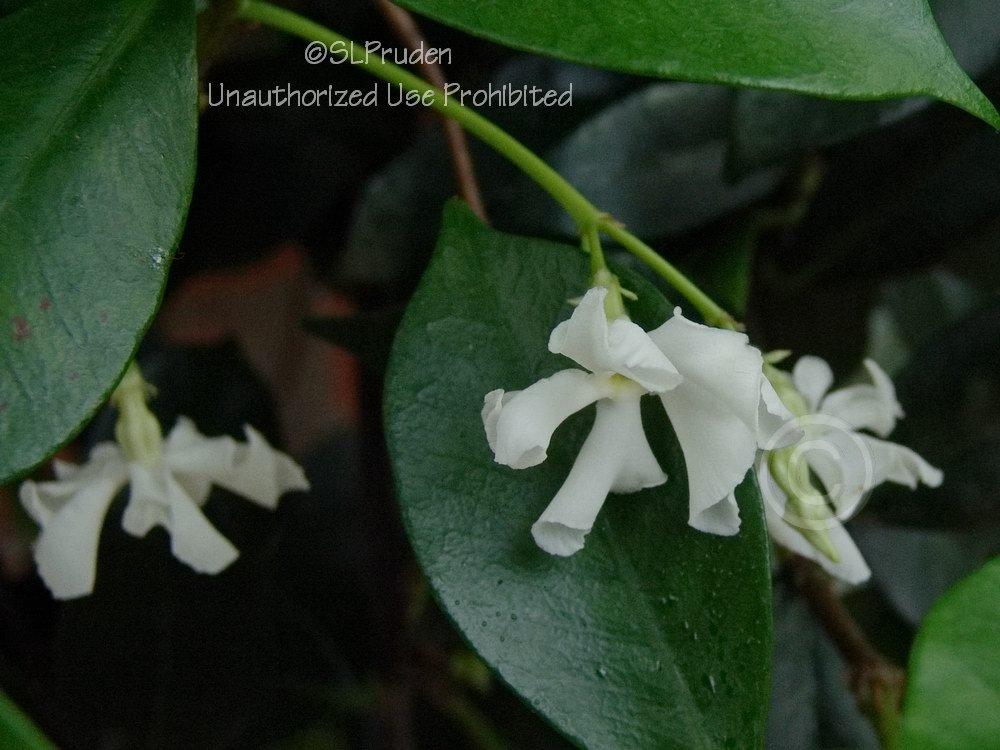Photo of Star Jasmine (Trachelospermum jasminoides) uploaded by DaylilySLP