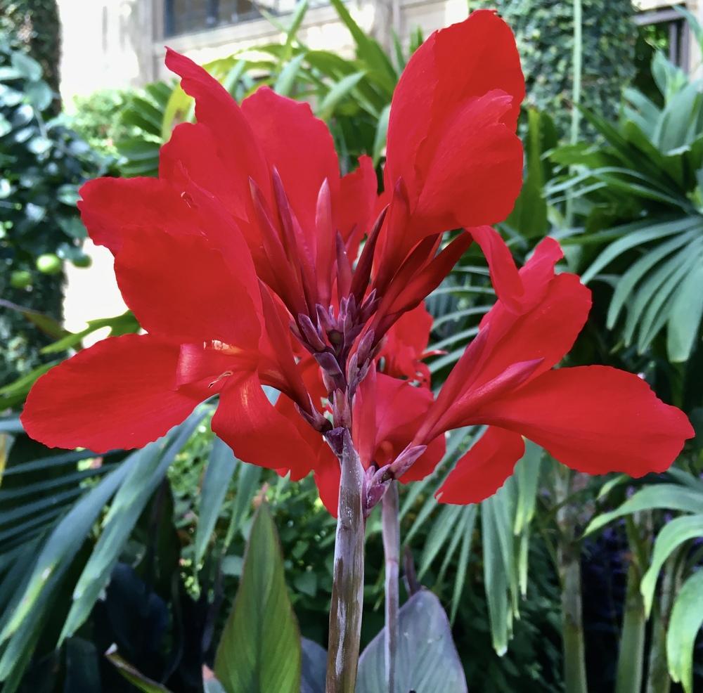Photo of Cannas (Canna) uploaded by csandt