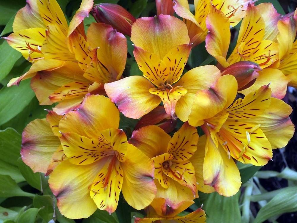 Photo of Peruvian Lily (Alstroemeria Princess Lilies® Ariane) uploaded by BarbandDave