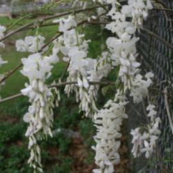 Location: In a neighbors garden in Oklahoma City
Date: Spring, 2007
Wisteria floribunda 'Issai Perfect' [Japanese Wisteria] 002