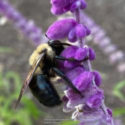 Location: My garden in Warrenville, SC
Date: 2019-10-18
#pollination #bee