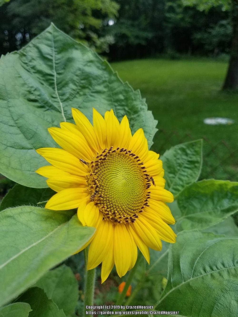 Photo of Sunflowers (Helianthus annuus) uploaded by CrazedHoosier