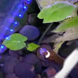 Location: Elkhart
Date: 2019-10-23
Decided to put a small bulb in my fishtank ....