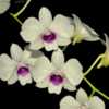 Orchid - Dendrobium Chao Praya Sweet 005