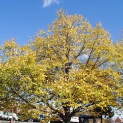 Location: Lionville (Exton), Pennsylvania
Date: 2019-10-23
tree in parkway in fall color