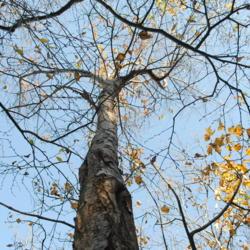 Location: Hawk Mountain Sanctuary, Pennsylvania
Date: 2019-10-24
looking up trunk of biggest tree near cliffs