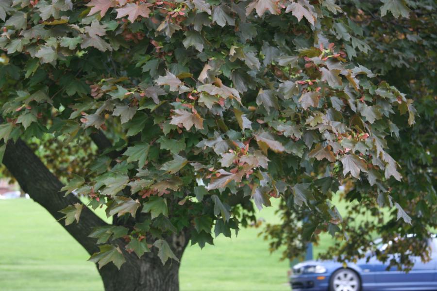 Photo of Norway Maple (Acer platanoides 'Crimson King') uploaded by jathton