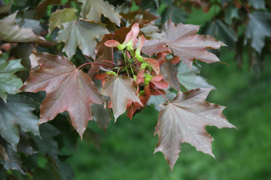 Photo of Norway Maple (Acer platanoides 'Crimson King') uploaded by jathton