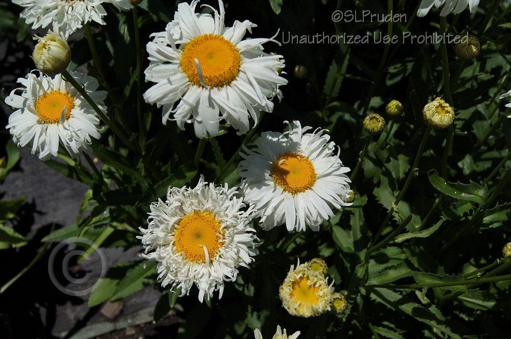 Photo of Shasta Daisy (Leucanthemum x superbum 'Crazy Daisy') uploaded by DaylilySLP