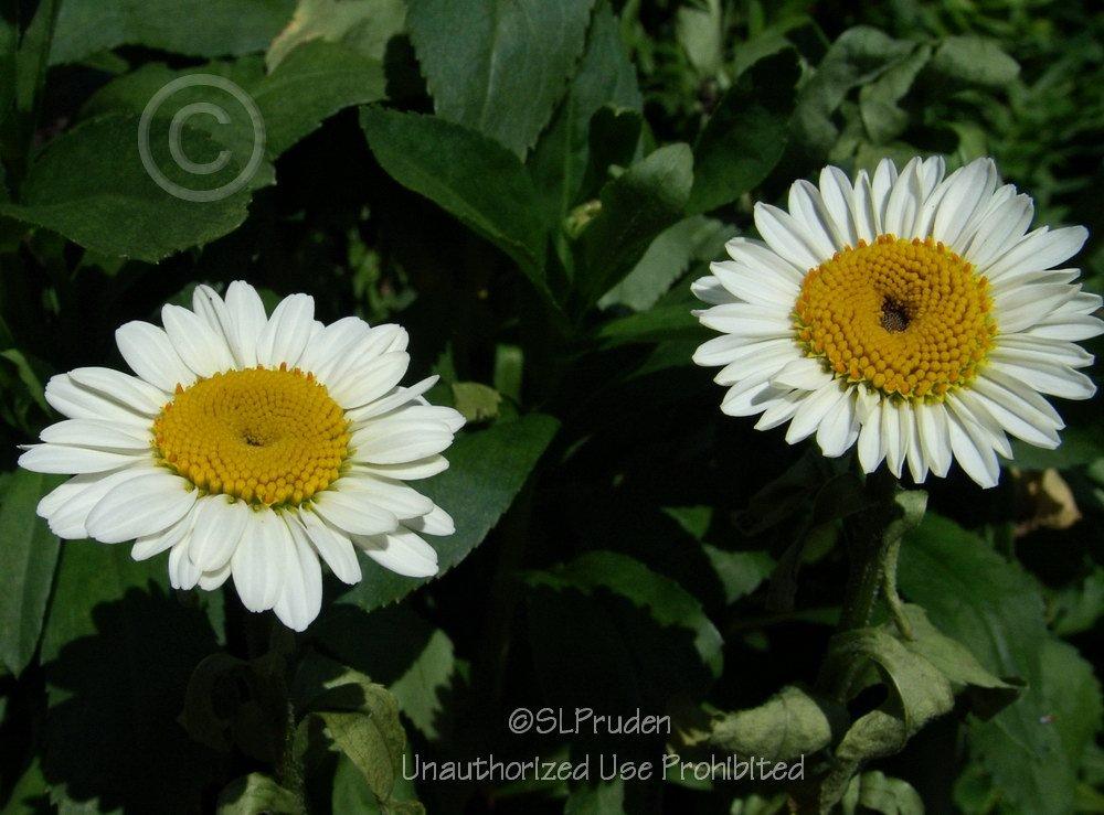 Photo of Shasta Daisy (Leucanthemum x superbum 'Becky') uploaded by DaylilySLP