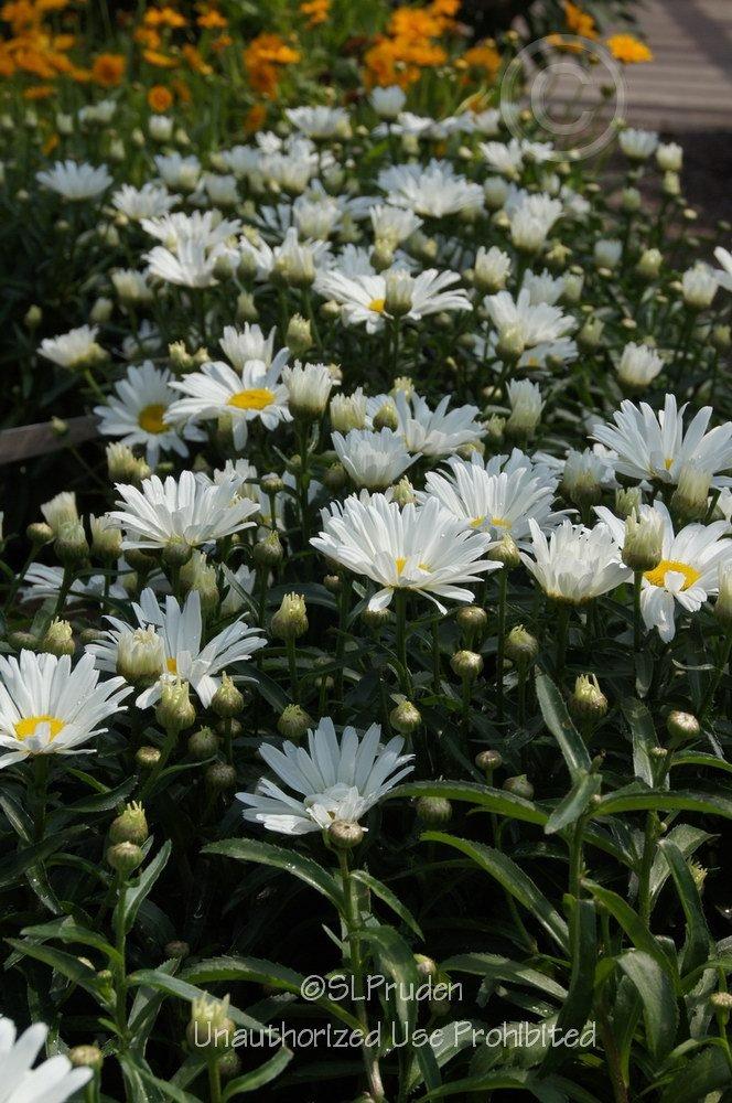 Photo of Shasta Daisy (Leucanthemum x superbum Daisy May®) uploaded by DaylilySLP