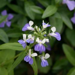 Location: In the Woodland Garden at the Missouri Botanical Garden
Date: June, 2004
Blue-eyed Mary (Collinsia verna) 005