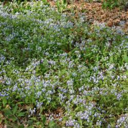 Location: In the Woodland Garden at the Missouri Botanical Garden
Date: June, 2004
Blue-eyed Mary (Collinsia verna) 001