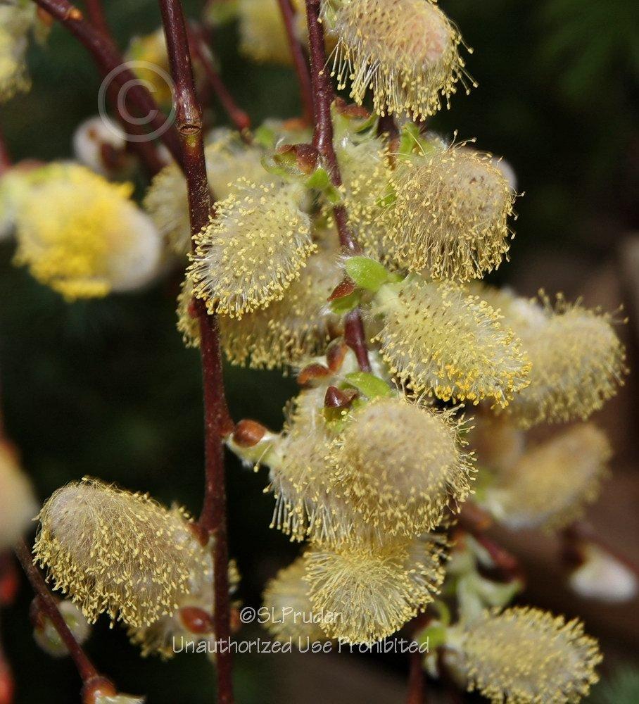 Photo of Weeping Pussywillow (Salix caprea 'Pendula') uploaded by DaylilySLP