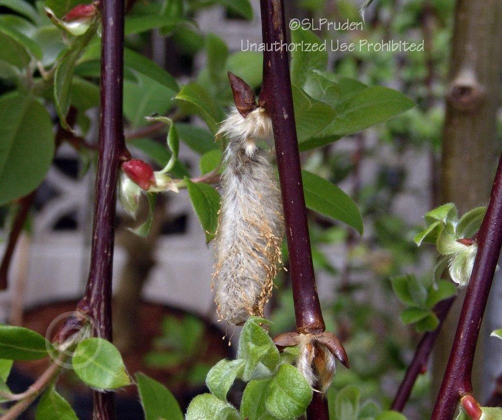 Photo of Weeping Pussywillow (Salix caprea 'Pendula') uploaded by DaylilySLP