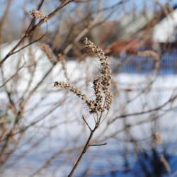 Location: Downingtown, Pennsylvania
Date: 2010-12-28
brown capsules in spikes in winter