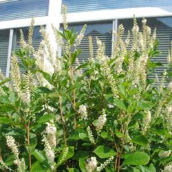 Location: Newtown Square, Pennsylvania
Date: 2011-07-19
flower spikes and foliage