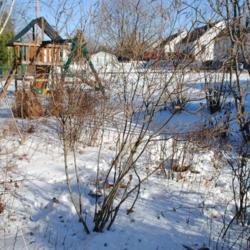 Location: Downingtown, Pennsylvania
Date: 2010-12-28
shrub in winter in middle of photo
