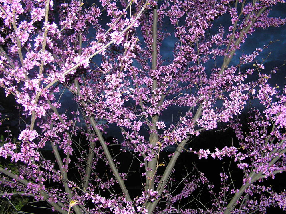 Photo of Eastern Redbud (Cercis canadensis) uploaded by TrishAUS