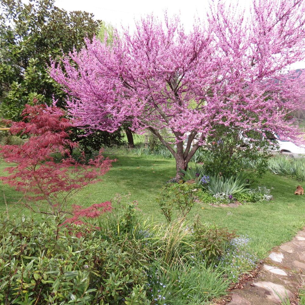 Photo of Eastern Redbud (Cercis canadensis) uploaded by TrishAUS