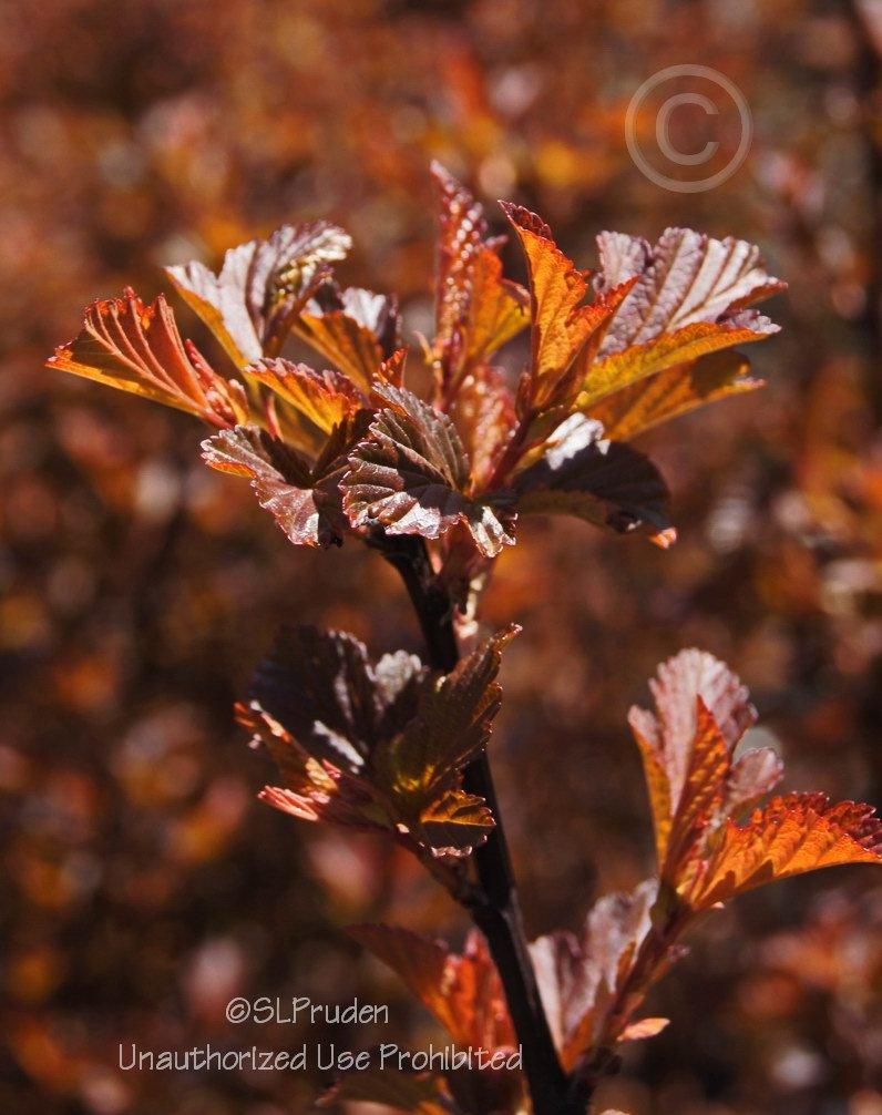 Photo of Eastern Ninebark (Physocarpus opulifolius Coppertina™) uploaded by DaylilySLP