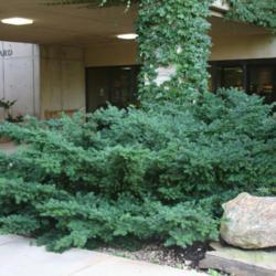 Location: At the OU Medical School in Oklahoma City
Date: Fall, 2006
Japanese Yew (Taxus cuspidata) 001
