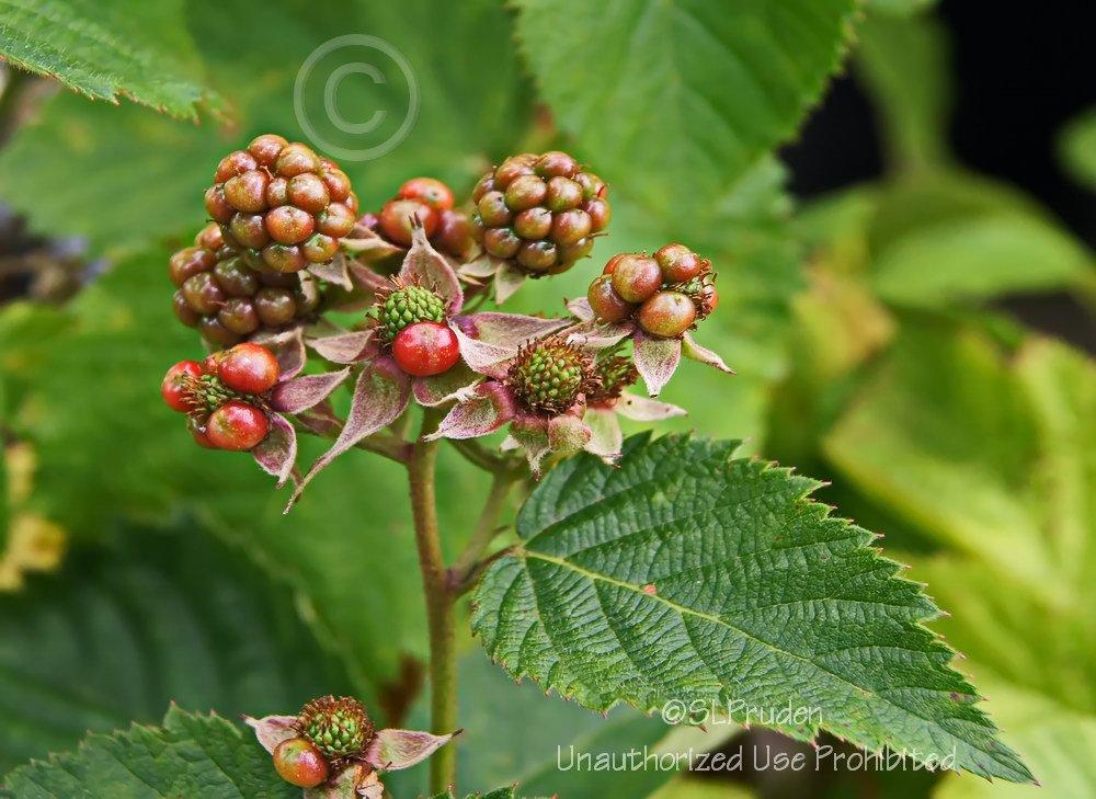 Photo of Thornless Blackberry (Rubus 'Arapaho') uploaded by DaylilySLP