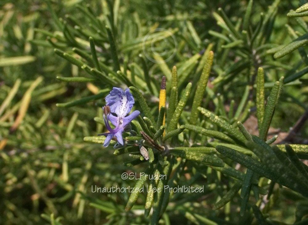 Photo of Rosemary (Salvia rosmarinus) uploaded by DaylilySLP