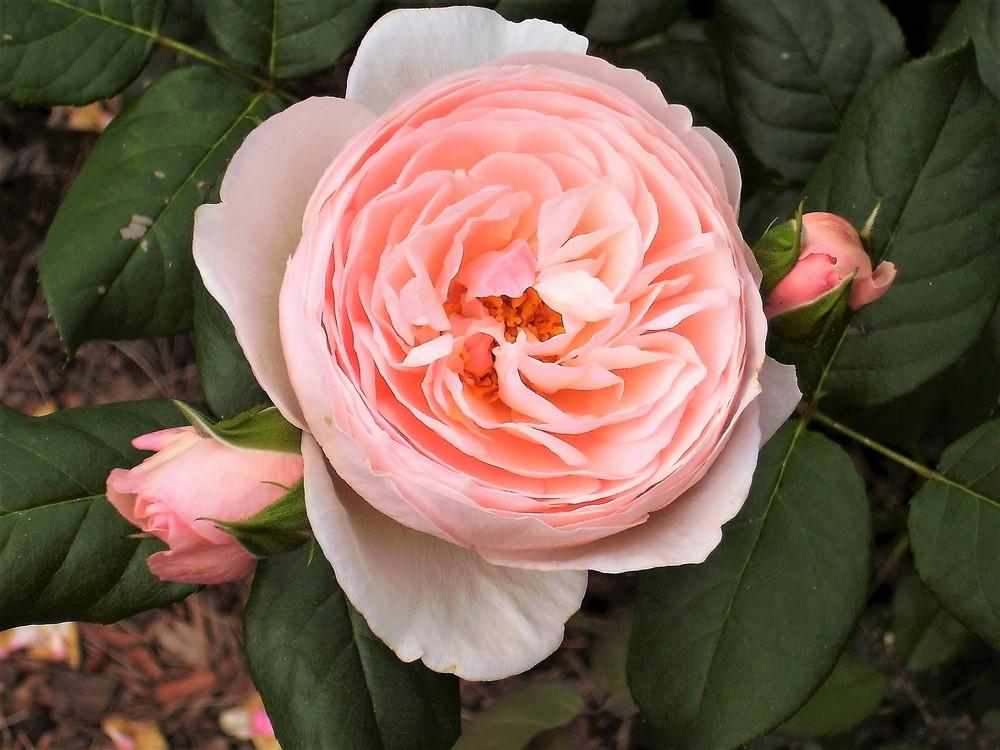 Photo of Rose (Rosa 'Heritage') uploaded by celestialrose