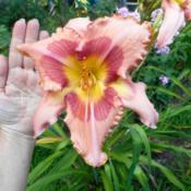 Hand to show that bloom is HUGE and larger than registered