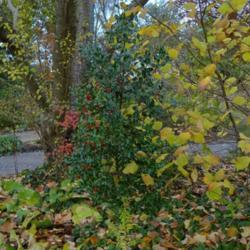 Location: RHS Harlow Carr, Yorkshire, UK
Date: 2019-11-10