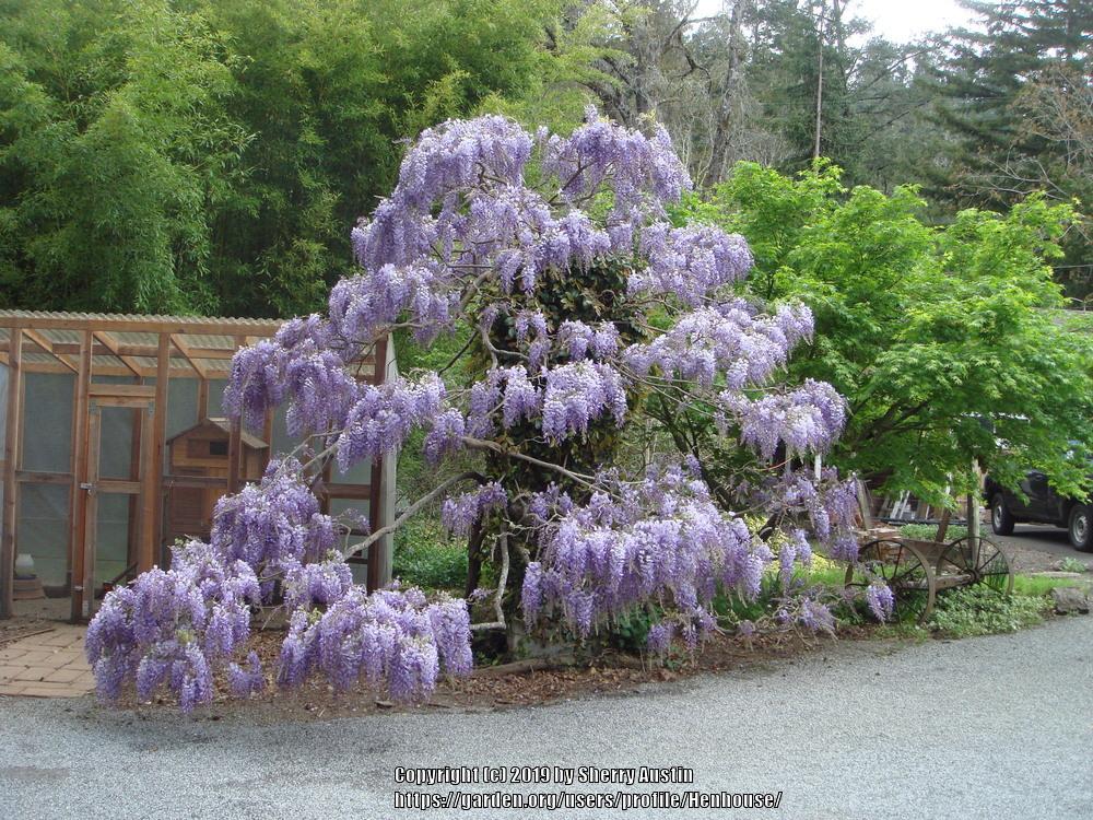 Photo of Chinese Wisteria (Wisteria sinensis) uploaded by Henhouse