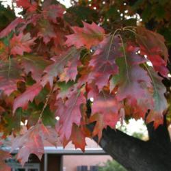 Location: In Leavenworth, KS
Date: Fall, 2006
Northern Red Oak (Quercus rubra) 003