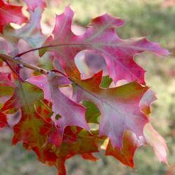 Location: In Leavenworth, KS
Date: Fall, 2006
Northern Red Oak (Quercus rubra) 002