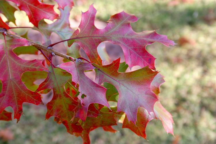 Photo of Northern Red Oak (Quercus rubra) uploaded by jathton
