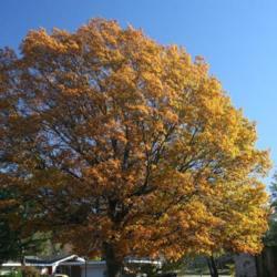 Location: In Leavenworth, KS
Date: Fall, 2006
Northern Red Oak (Quercus rubra) 005