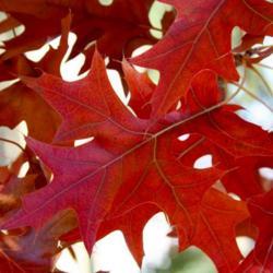 Location: In Leavenworth, KS
Date: Fall, 2006
Northern Red Oak (Quercus rubra) 001