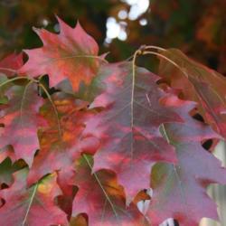 Location: In Leavenworth, KS
Date: Fall, 2006
Northern Red Oak (Quercus rubra) 004