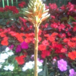 
Date: 2016-06-10
Bloom from plant at a store