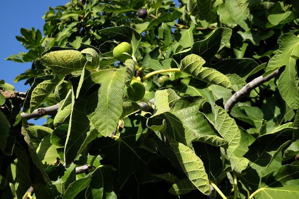 Photo of Figs (Ficus carica) uploaded by Orsola